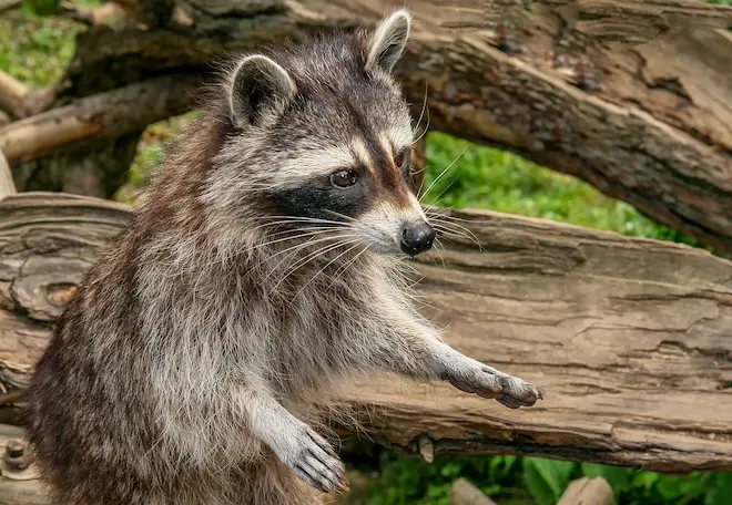 danger of leptospirosis in raccoon feces and urine