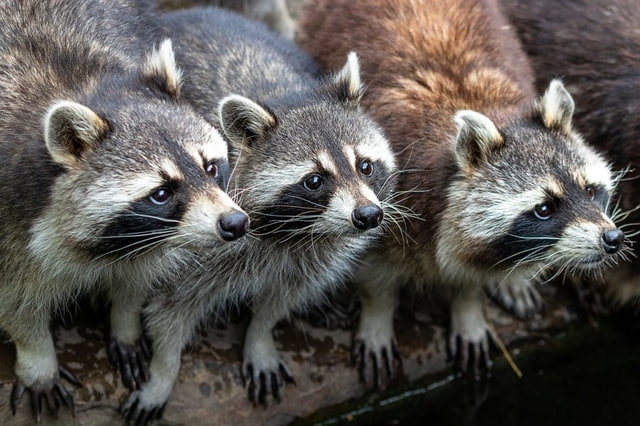 do raccoons travel in packs