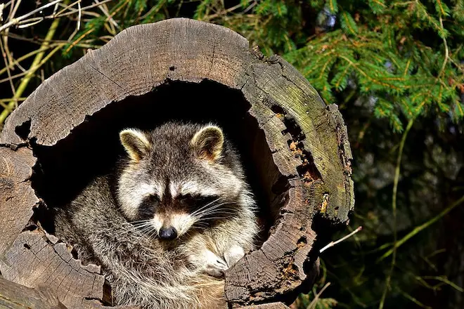 how do raccoons get into houses