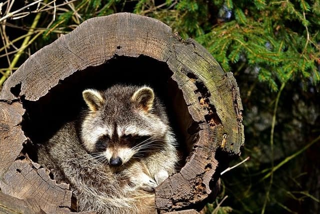 How to a Seal Fence Against a Raccoon