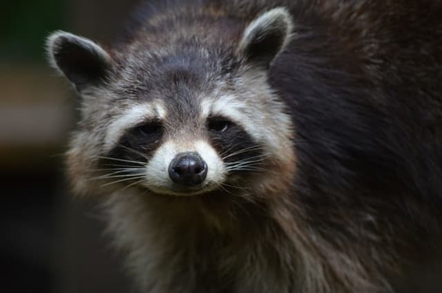 How to tell if a baby raccoon is orphaned