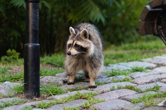 Raccoons and Public health