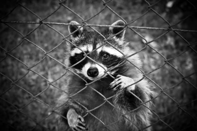 Raccoons Getting More Aggressive