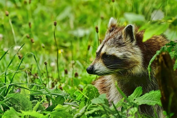 What Are The Signs I Need Roof Repairs After Raccoon Invasion