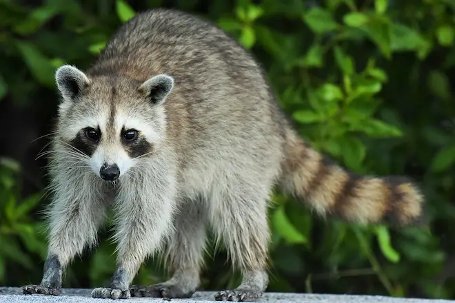 using infrared cameras to locate and remove raccoons from walls