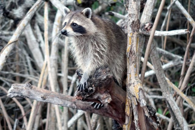 Using Thermal Camera to Detect Raccoon in Attic