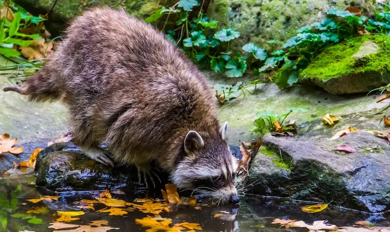 Is a Raccoon As Innocent As It Looks? Can a Raccoon Harm?
