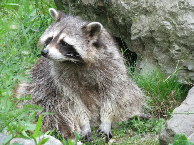 what is distemper and how It impacts raccoons