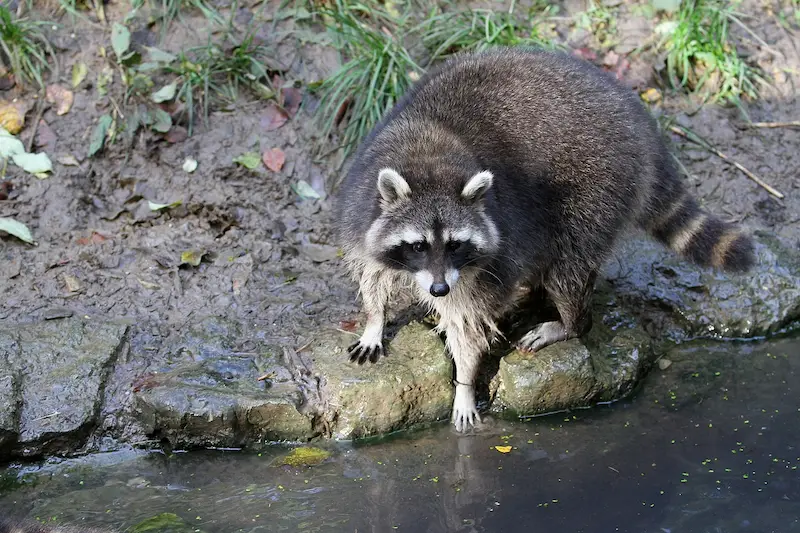 what is raccoon exclusion