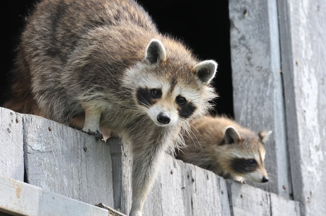 What To Do About Raccoon in Dumpster