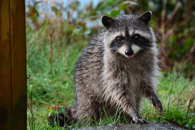 what is zombie raccoon?