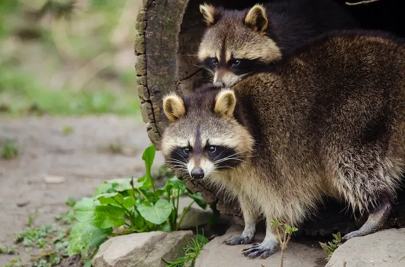why are raccoons important to the ecosystem