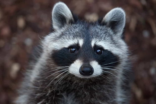 Do raccoons mark territory with poop