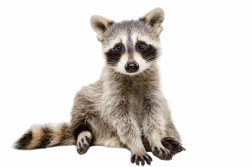 How to deal with raccoon poop in your yard
