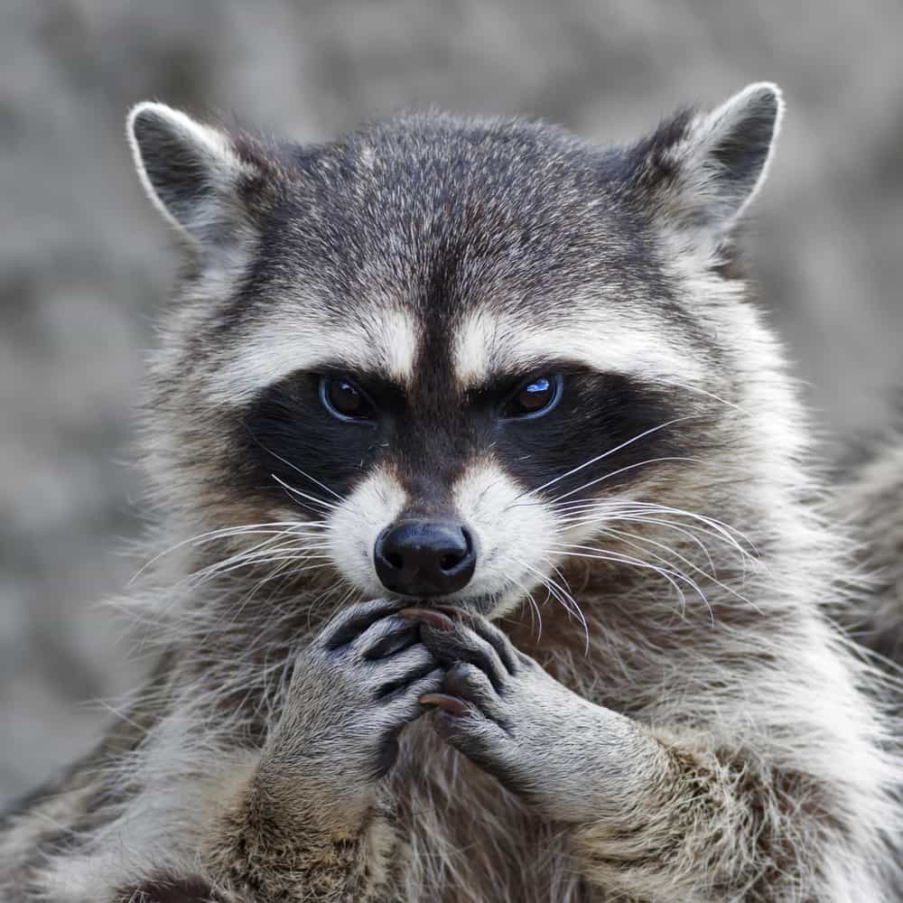 How to stop a raccoon from defecating on my deck