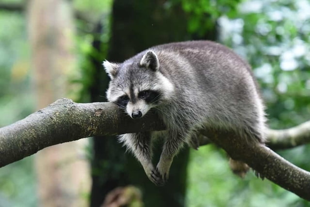 How to stop raccoons from pooping on my roof