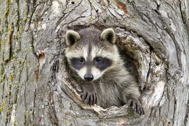 Do raccoons poop in the same spot?