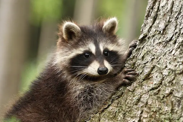 can raccoons see during the day