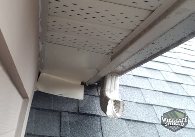 soffit removal damaged by raccoon mississauga