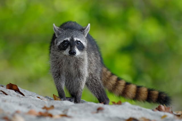 How To Stop Animals From Digging Up Your Lawn