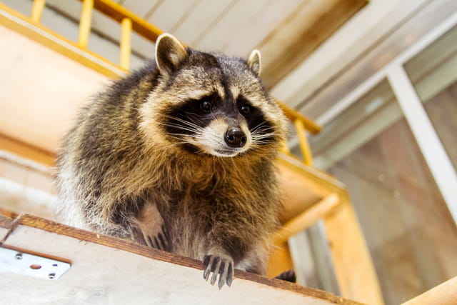 What Does A Raccoon Paw Look Like