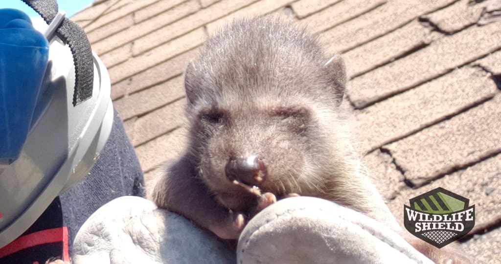Raccoon Baby Removal in Brampton