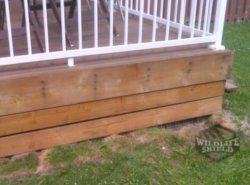raccoon under deck removal whitby