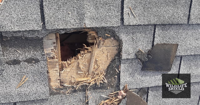 Raccoon Removal and Wildlife-Proofing in North York