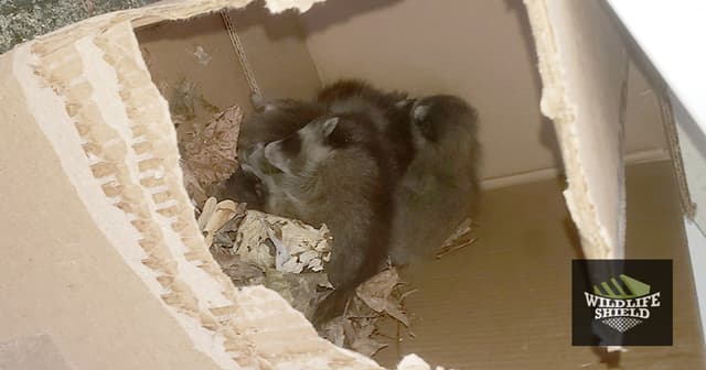 Baby raccoons found in attic
