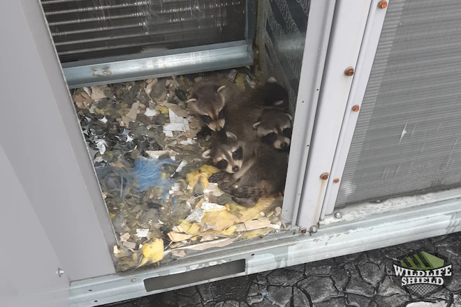 Baby Raccoons in HVAC 1