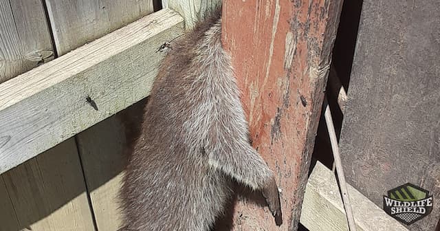 Dead Animal and Feces on a Shed Roof in Pickering