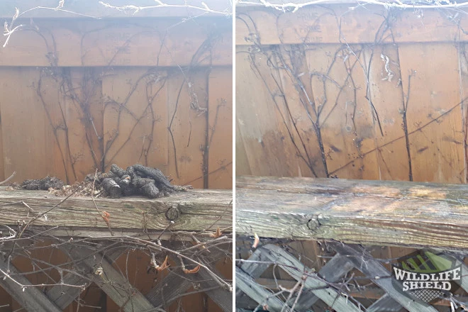 Raccoon Feces Removal Brampton