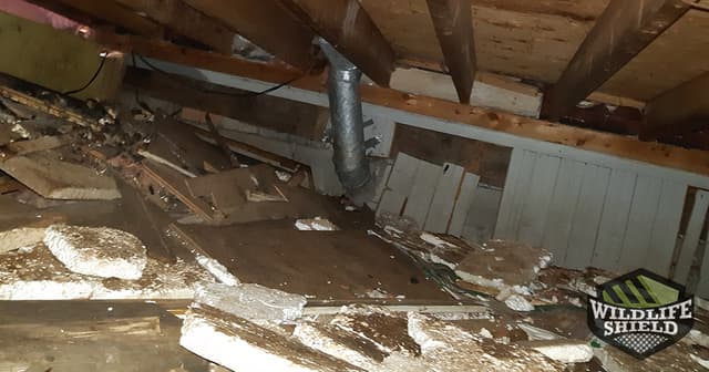 case study raccoon in york crawlspace