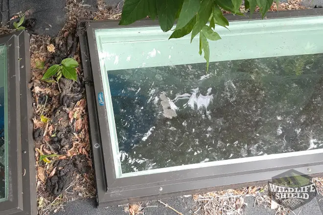 raccoon latrine on garage roof