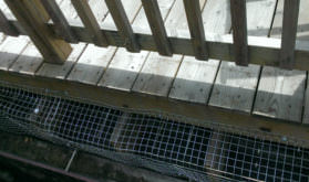 deck raccoon removal Peterborough