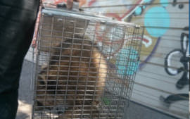 peterborough commercial raccoon removal