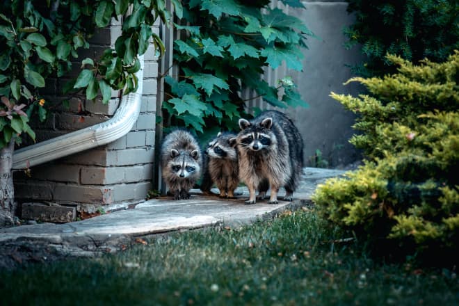 Raccoon Feces and Latrine Removal in Richmond Hill