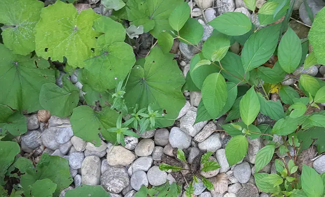 case study large raccoon feces cleanup in markham