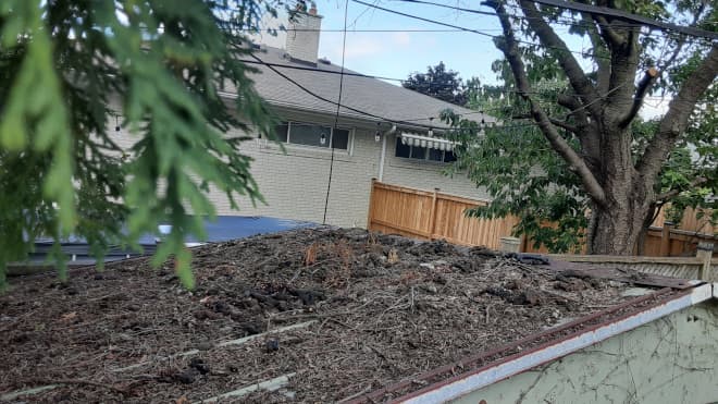 Raccoon feces on backyard shed in Richmond Hill