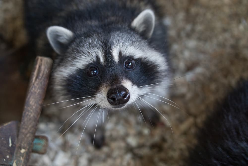 Raccoon Feces and Baby Raccoon in North York 