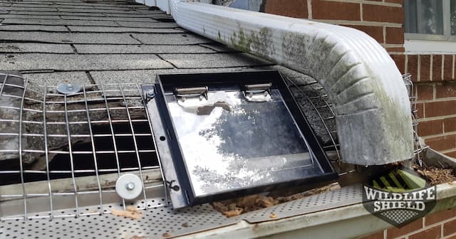 Case Study: Raccoon Babies in Markham Attic