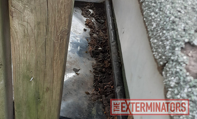 feces found on property on metal sheet old toronto