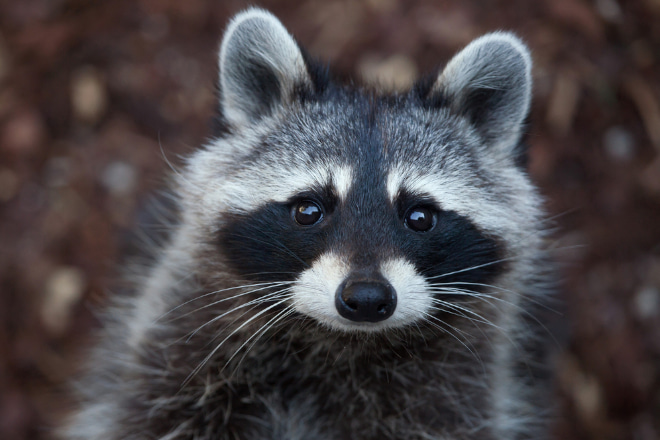 Can You Have Raccoons as Pets