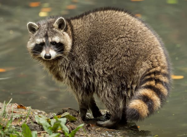 Do Raccoons Like Water