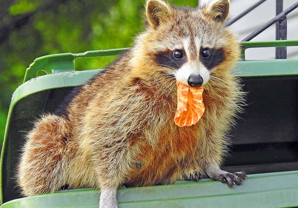 Raccoon eating garbage