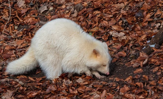 Are White Raccoons Rare