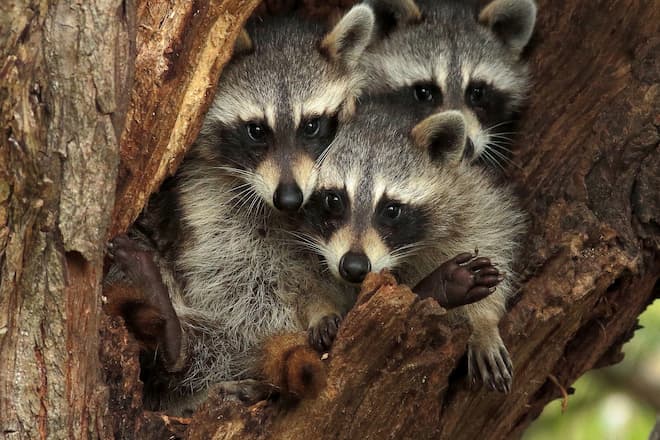 Baby Raccoons Leave Nest