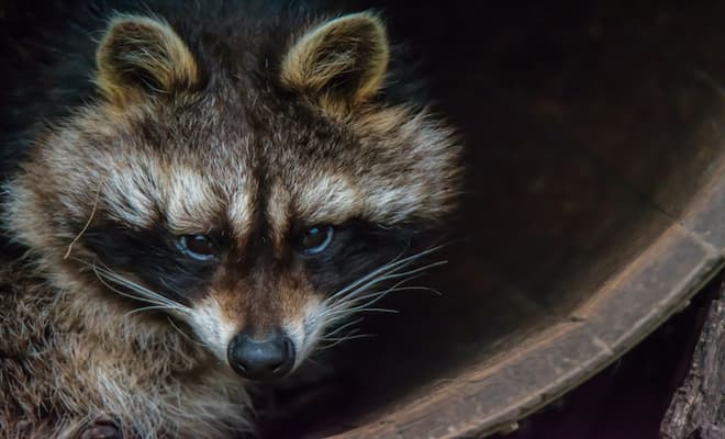 Can Humans Get Rabies From Raccoons