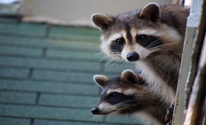 Can Raccoons Climb up Brick Walls