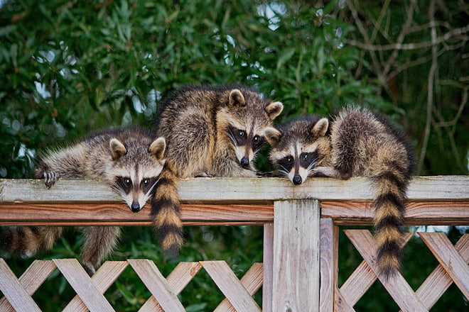 Do Raccoons Stay Together As a Family